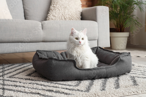 Fluffy white cat sitting co...