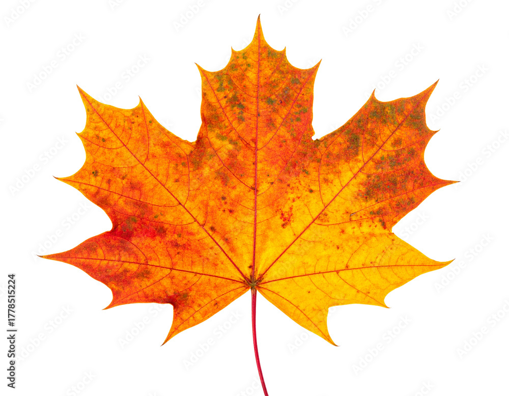 Fototapeta premium maple leaves isolated on white