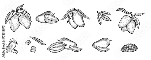 Mango outline sketch set. Hand drawn tropical fruit isolated. Whole mango, halves, slices and cube pieces with splash vector illustration set. Black and white ink drawing exotic fruit branches, leaves