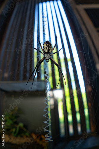 Photography Banana Spider