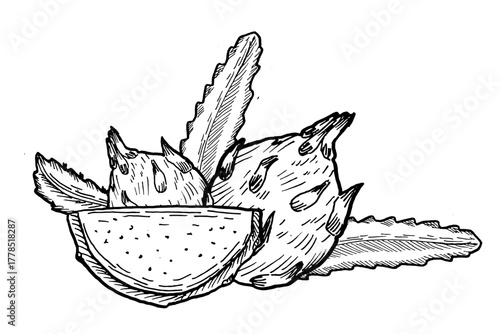 Dragon fruit sketch composition isolated. Perfect for packaging design. Pitaya sketch outline.