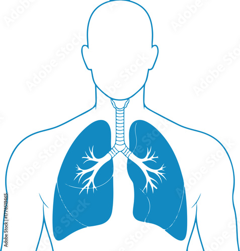 Human torso outline with blue lungs and trachea anatomy