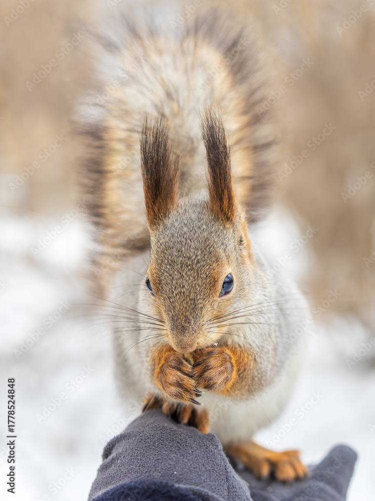 Fototapeta premium Squirrel eats nuts from a man's hand. Caring for animals in winter or autumn.