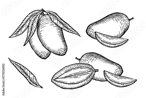 Mango cutting and whole fruit on branch in linear vintage style. Ink drawing retro illustration for food print. Collection of tropical fruit in black and white colors. Outline hand drawn vector set.