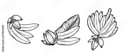 Vector set of banana branch with flowers. Set of compositions of tropical fruits. Ink drawing etching outline design. Line art sketch of ripe bananas with leaf and flowers.