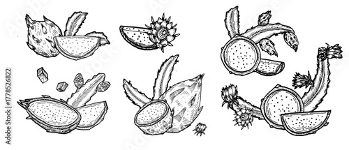 Dragon fruit compositions set. Vector sketch drawing illustrations in vintage linear style. Can used for packaging design.