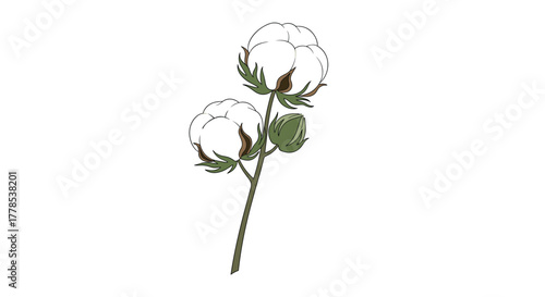 Simple illustration of a cotton plant branch featuring two fluffy white cotton bolls and an unopened green bud, symbolizing natural fibers and agriculture.