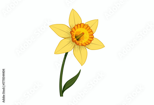 Illustration of a Bright Yellow Daffodil Flower with a Single Stem and Green Leaf Against a White Background