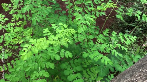 Moringa leaves