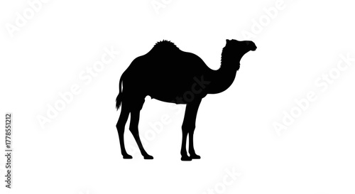 Silhouette of a camel standing on a white background, side view.