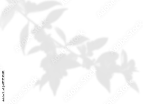 Delicate Flowering Branch and Leaf Shadow Overlay