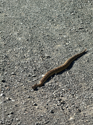 Venomous rattlesnake slithering across a dirt road in California countryside with dry vegetation, gravel surface, and bright sunlight