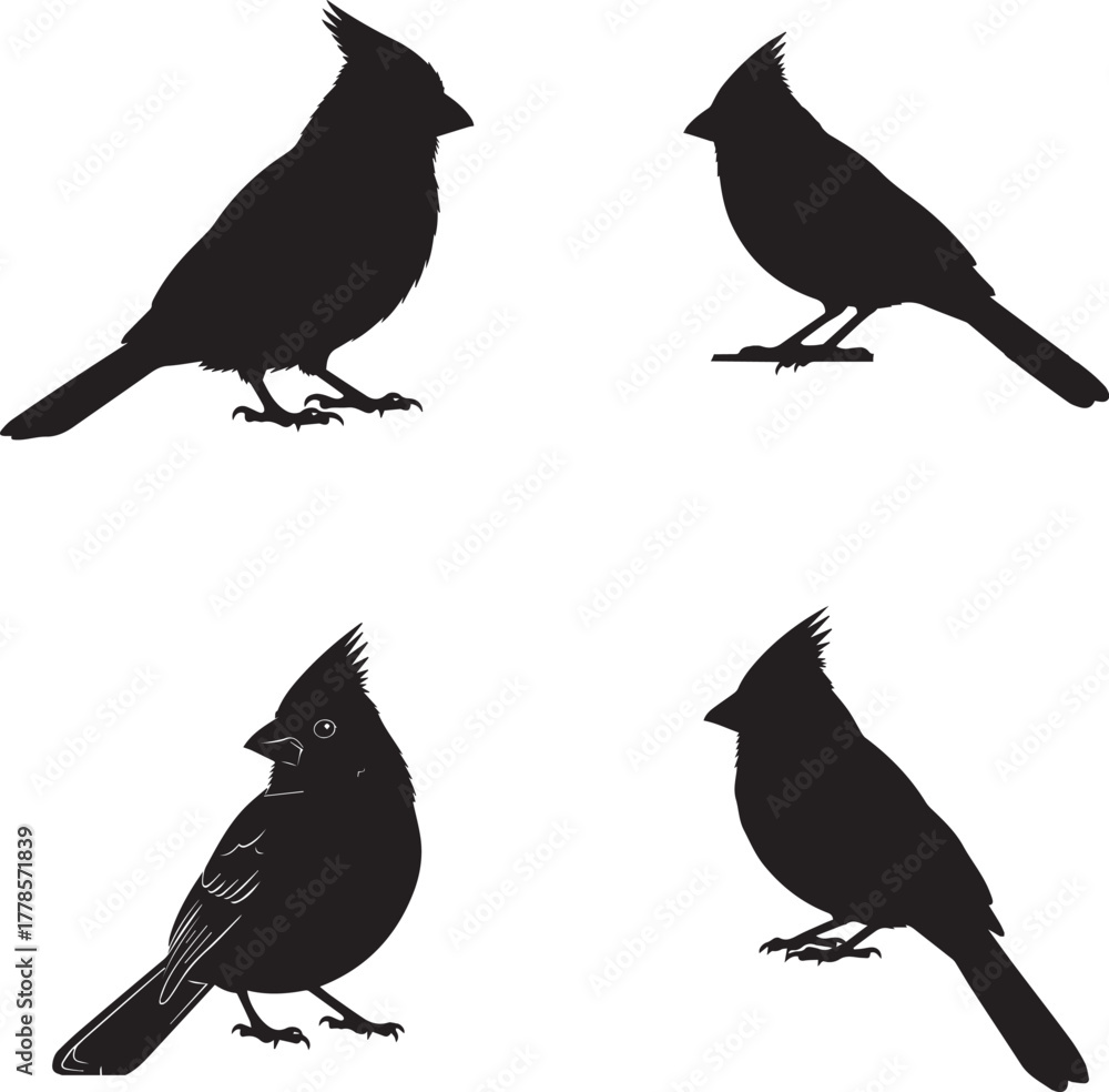 Obraz premium Cardinal Bird Silhouette Collection – Black Vector Icons in Varied Poses