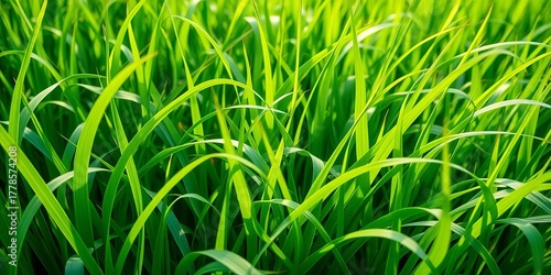 Fototapeta Naklejka Na Ścianę i Meble -  Lush green blades of grass sway gently in the breeze, creating a natural, vibrant backdrop for your designs,  growth,  background