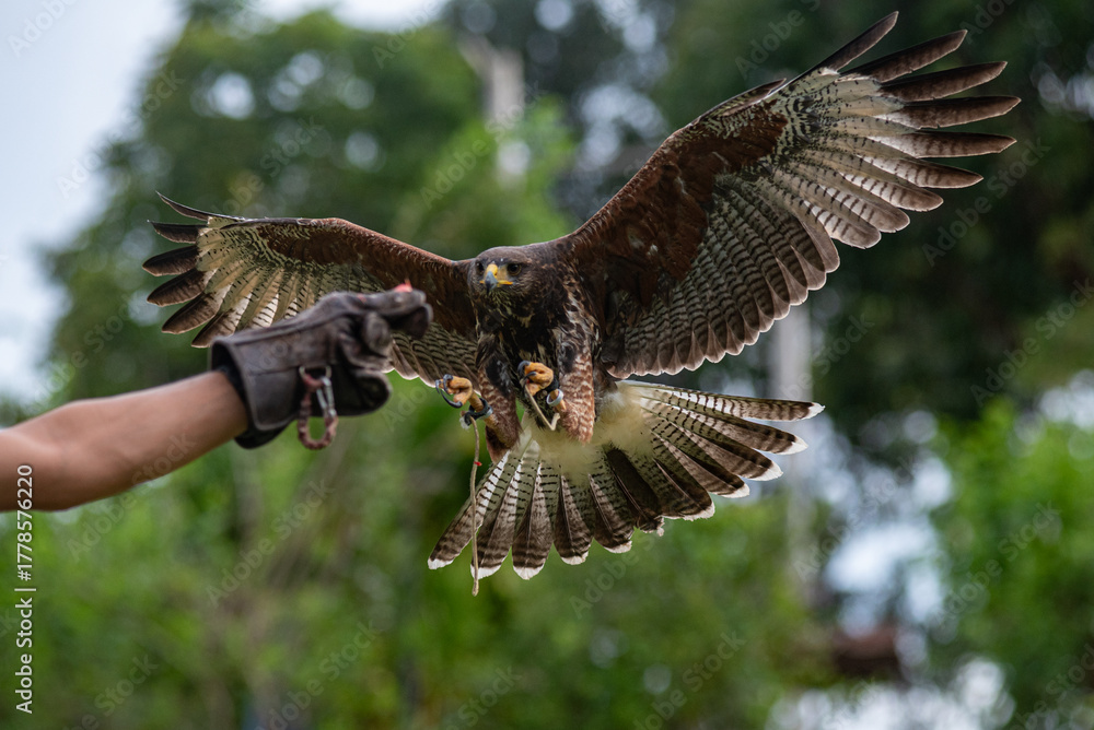 Fototapeta premium Flying Peregrine falcon with traing