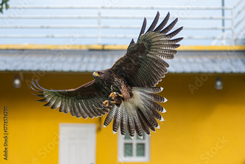 Flying Peregrine falcon with traing