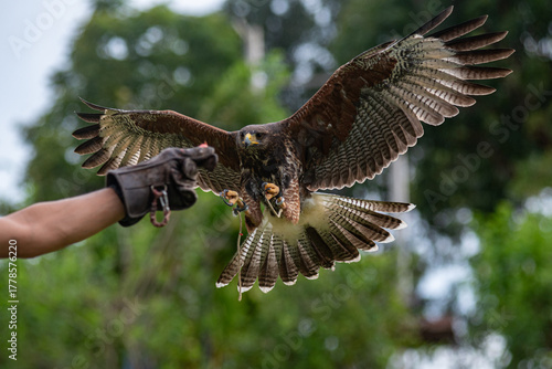 Flying Peregrine falcon with traing