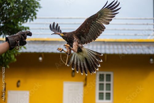 Flying Peregrine falcon with traing