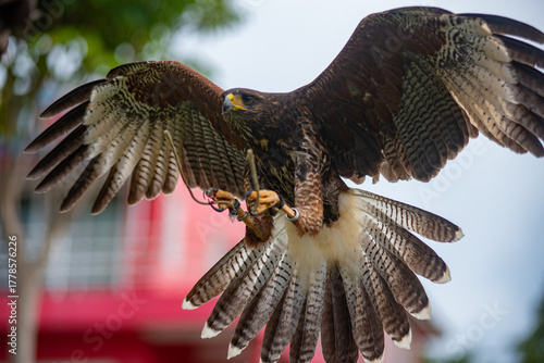 Flying Peregrine falcon with traing
