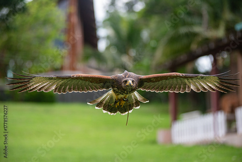 Flying Peregrine falcon with traing