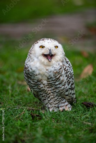 Snowy Owl (Bubo scandiacus), portrait,A snow owl close-up view.