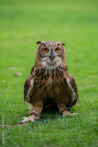 Snowy Owl (Bubo scandiacus), portrait,A snow owl close-up view.