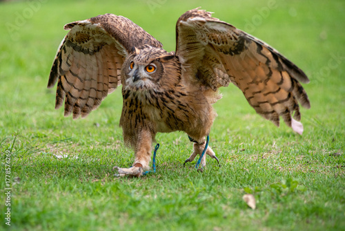 Snowy Owl (Bubo scandiacus), portrait,A snow owl close-up view.