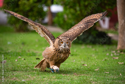 Snowy Owl (Bubo scandiacus), portrait,A snow owl close-up view.