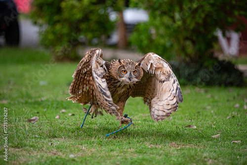 Snowy Owl (Bubo scandiacus), portrait,A snow owl close-up view.