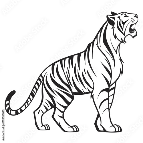 Illustration of a roaring tiger standing with black stripes and a curled tail on a white background