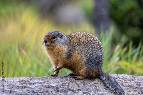 Columbian Ground Squirrel Closeup in a Meadow in Banff National Park