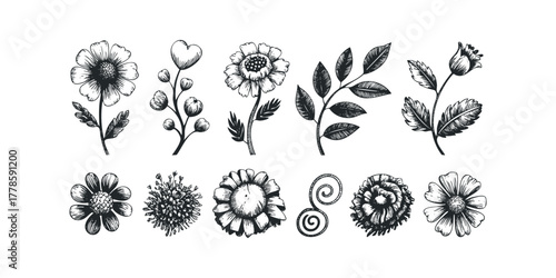 Collection of Hand Drawn Botanical Elements and Flowers