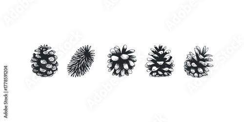 Line drawings of pine cones and a pine branch