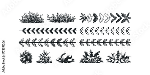 Botanical borders and natural elements collection