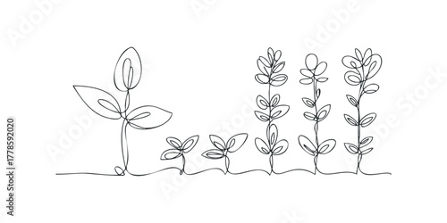 Continuous line drawing of plant growth stages