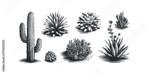 Collection of drawn desert succulents and cacti