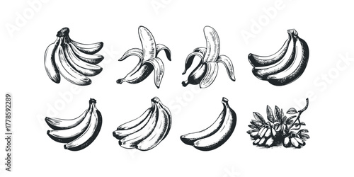 Collection of Hand Drawn Bananas with Leaves