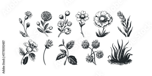 Collection of Botanical Line Drawings