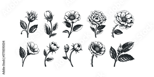 Collection of Botanical Flower Line Drawings