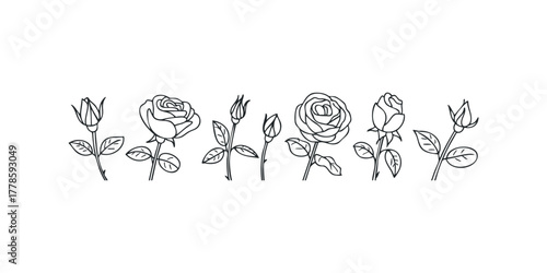 Line drawing collection of rose flowers and buds