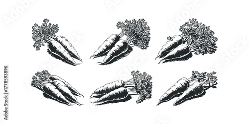 Collection of Fresh Carrots with Greens in Black and White