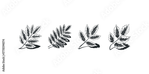Four Branches of Rowan Leaves in Black and White