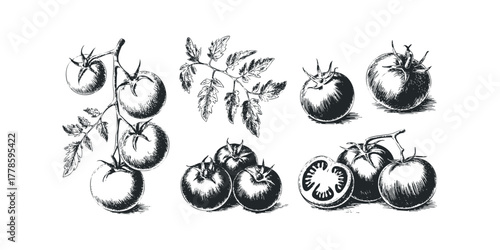 Hand Drawn Tomato Harvest Collection