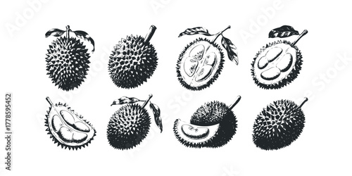 Durian Fruit Collection with Leaves in Sketch Style