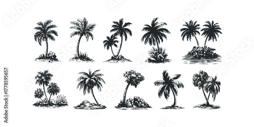 Various palm trees with textured trunks and fronds