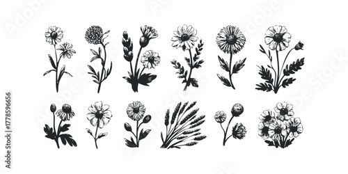 Collection of Hand Drawn Botanical Floral Elements
