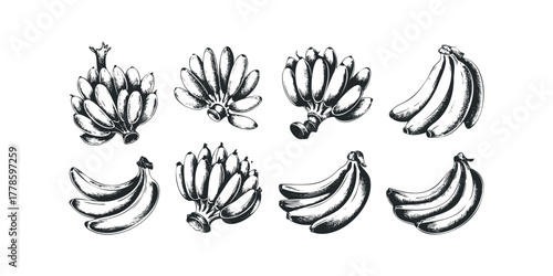 Collection of hand drawn banana bunches