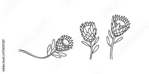 Line drawing of three protea flowers on stems