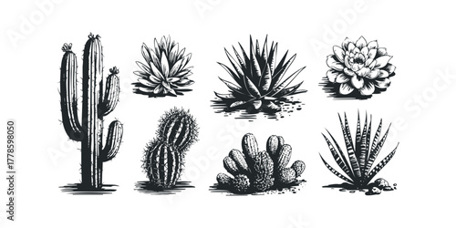 Collection of succulent and cactus plant illustrations