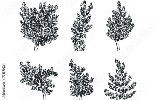 Collection of Six Stylized Evergreen Bush Sprigs